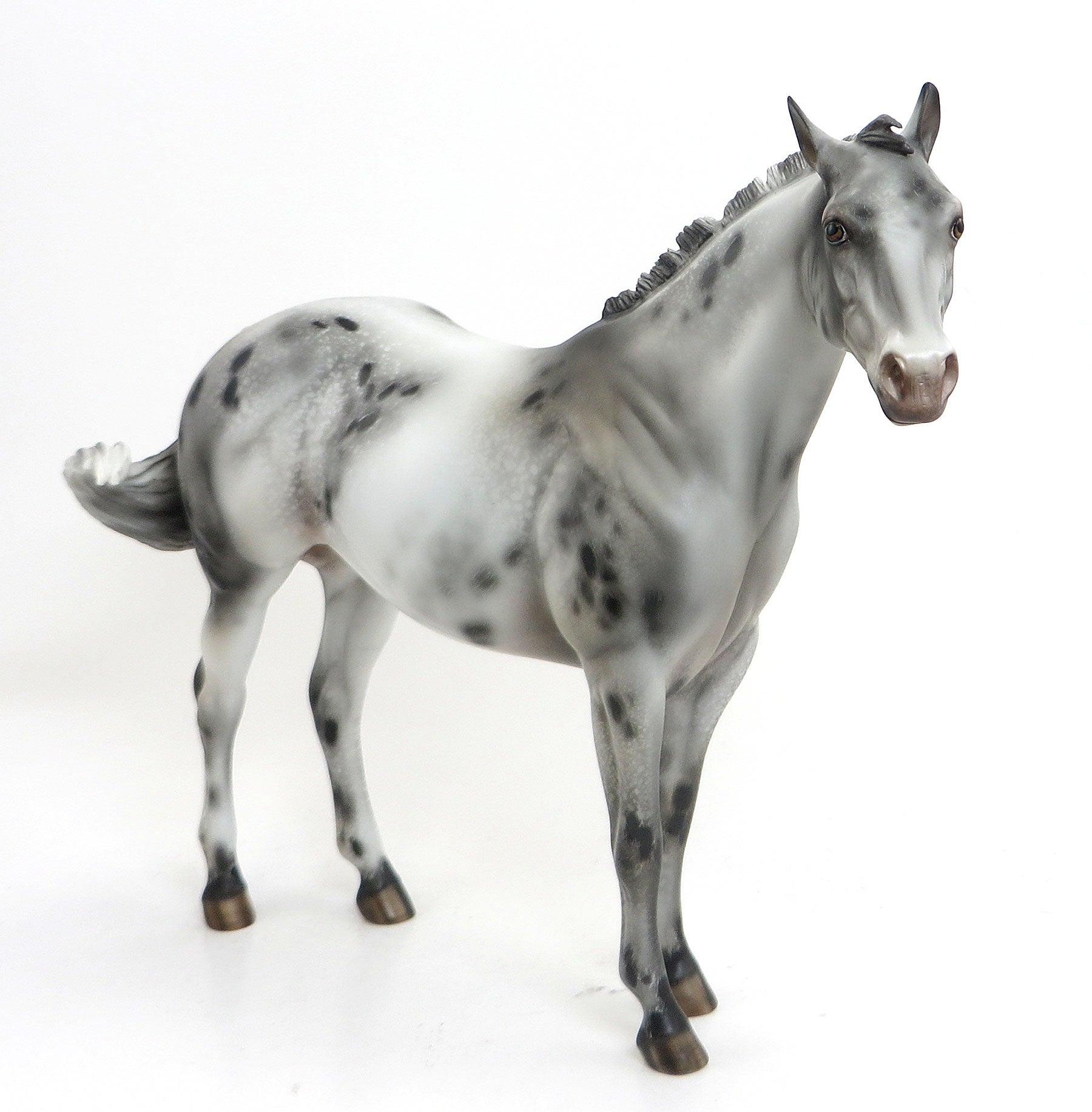ALGOMA (Valley Of Flowers) - Appaloosa Custom ISH - LE 6 PREORDER - 8/28