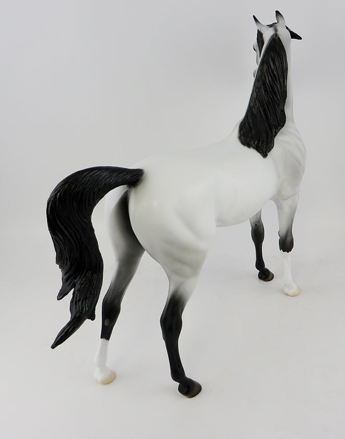 Grey W/ Black Points