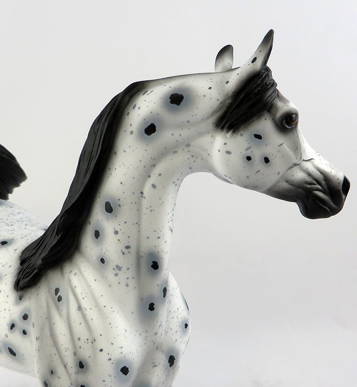 appaloosa