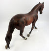 chestnut appaloosa