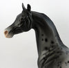 appaloosa arabian