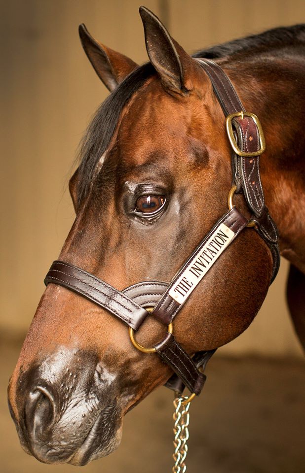 the invitation stallion