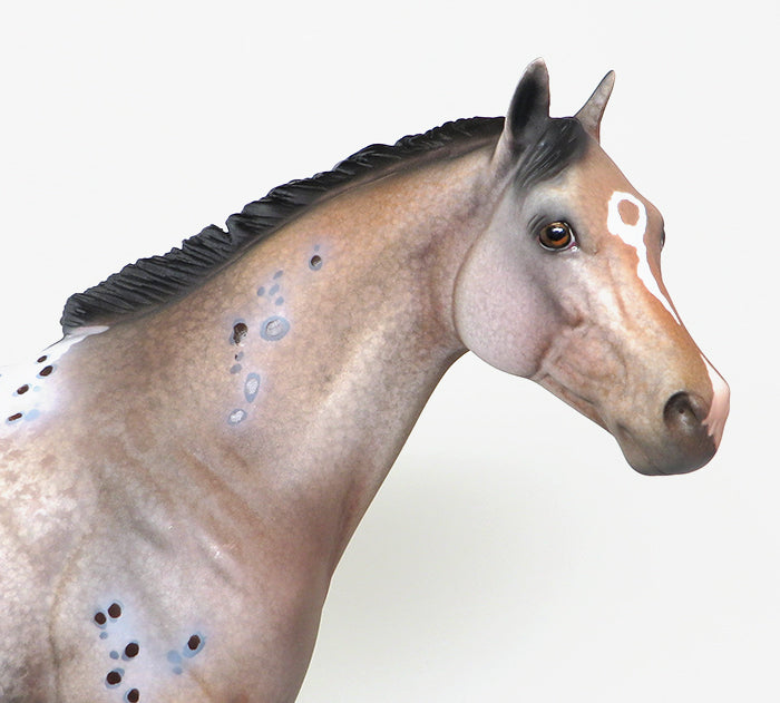 ish appaloosa