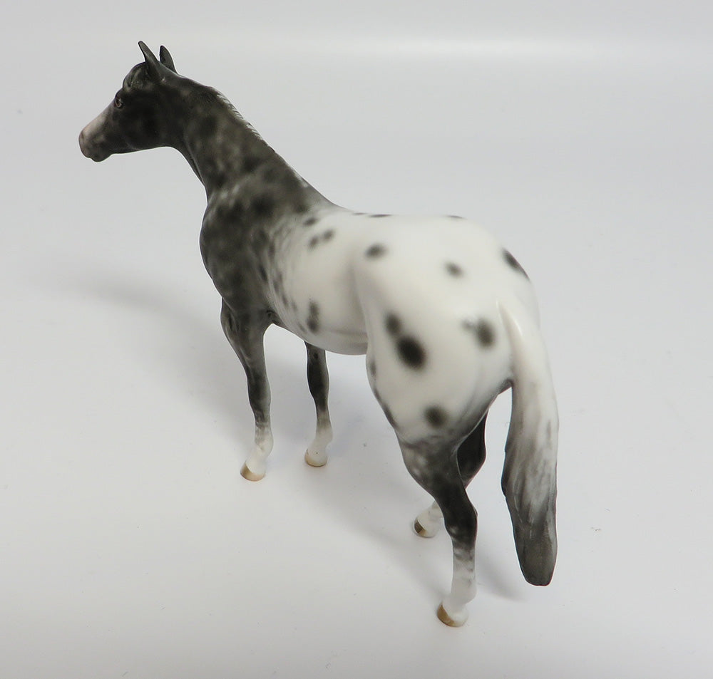 appaloosa