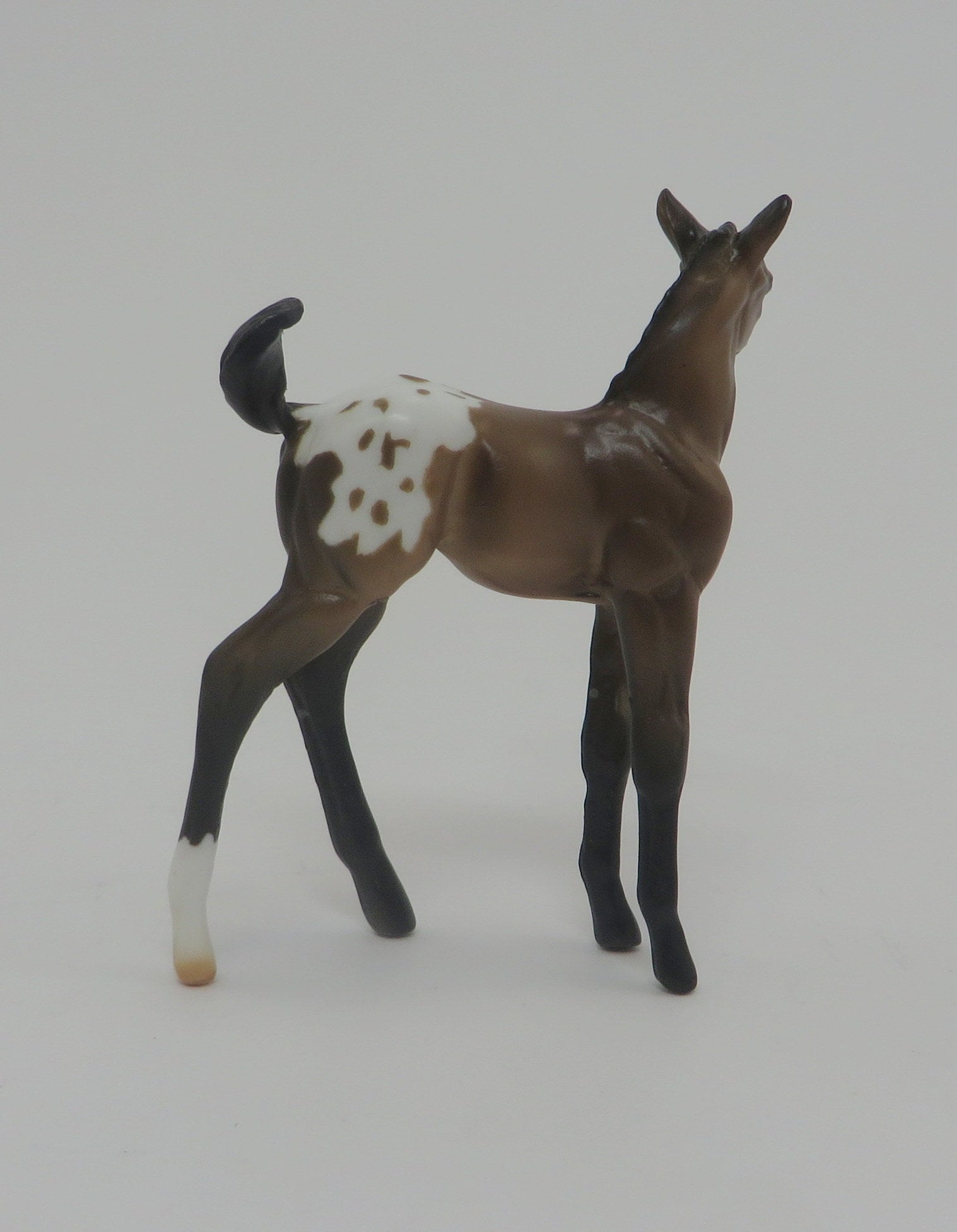 APPLE JAX-LE-5 Buckskin Blanket Appaloosa Foal