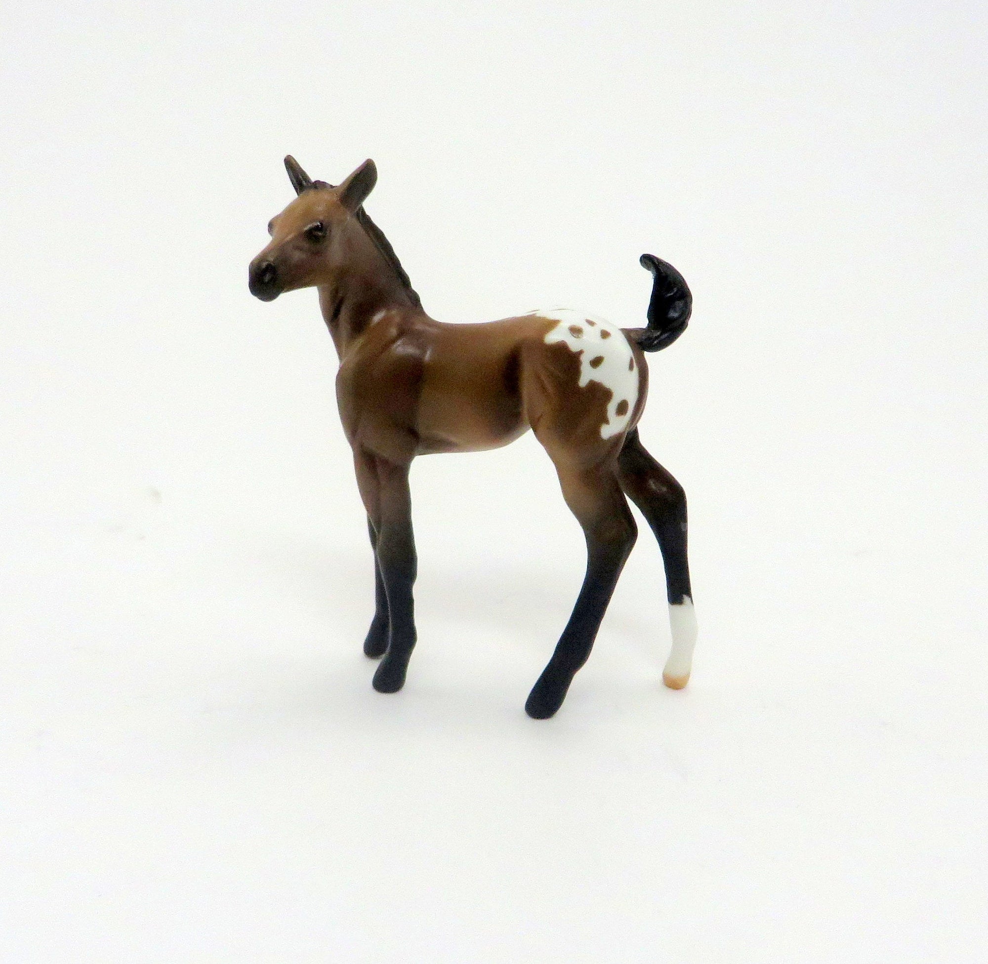 APPLE JAX-LE-5 Buckskin Blanket Appaloosa Foal