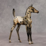 Little Lady OOAK Arabian Foal by Julie Keim VV26
