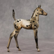 Little Lady OOAK Arabian Foal by Julie Keim VV26