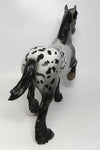 appaloosa
