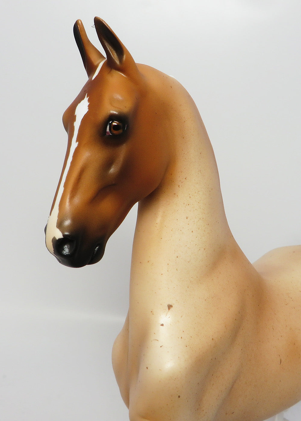 MT. RAINER~LE-5 CHESTNUT SADDLEBRED EQ 2017