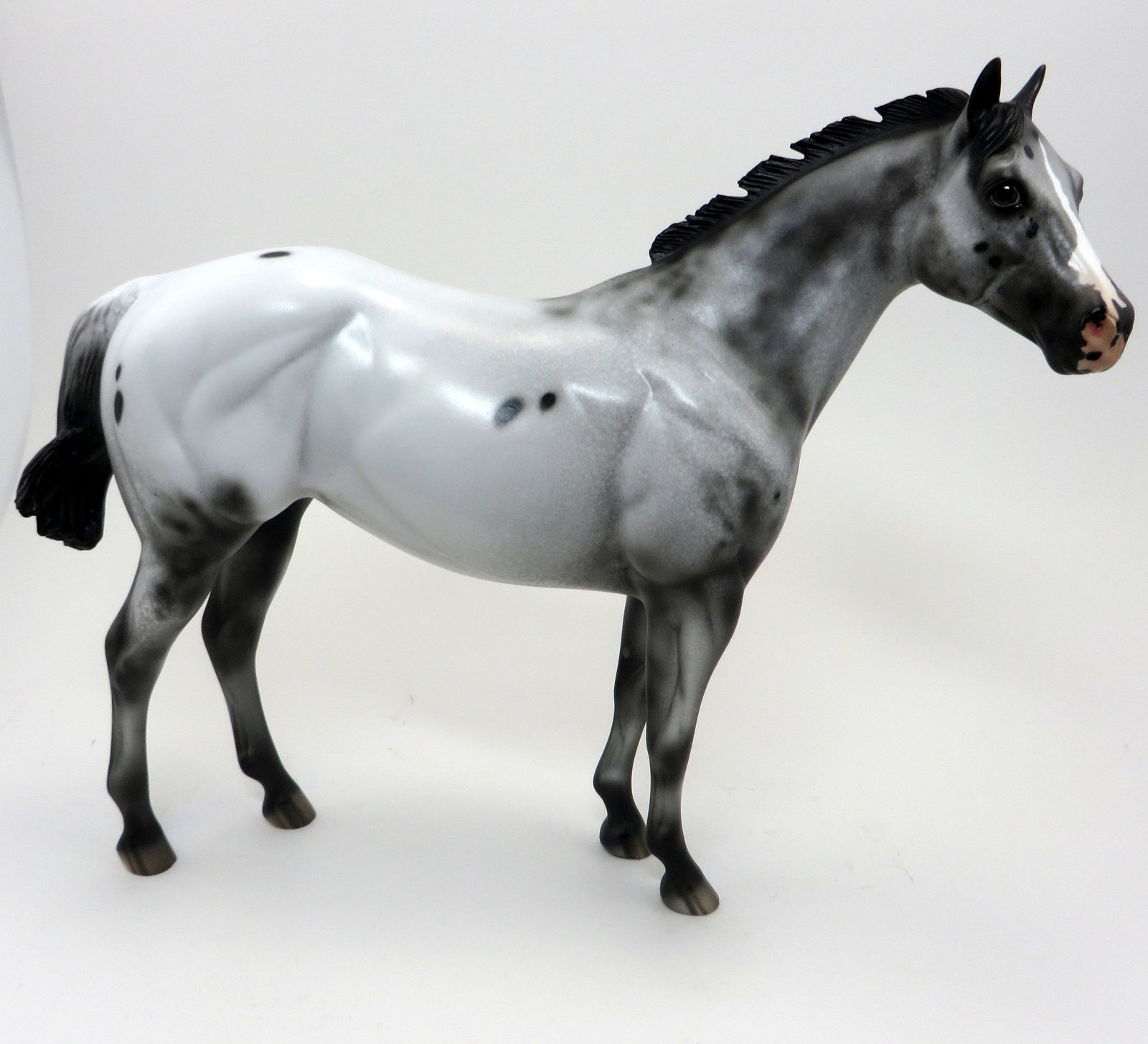 KOWHAI- Appaloosa ISH-OOAK- 9/23