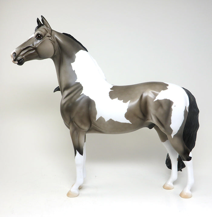 not to fast dapple grey morgan