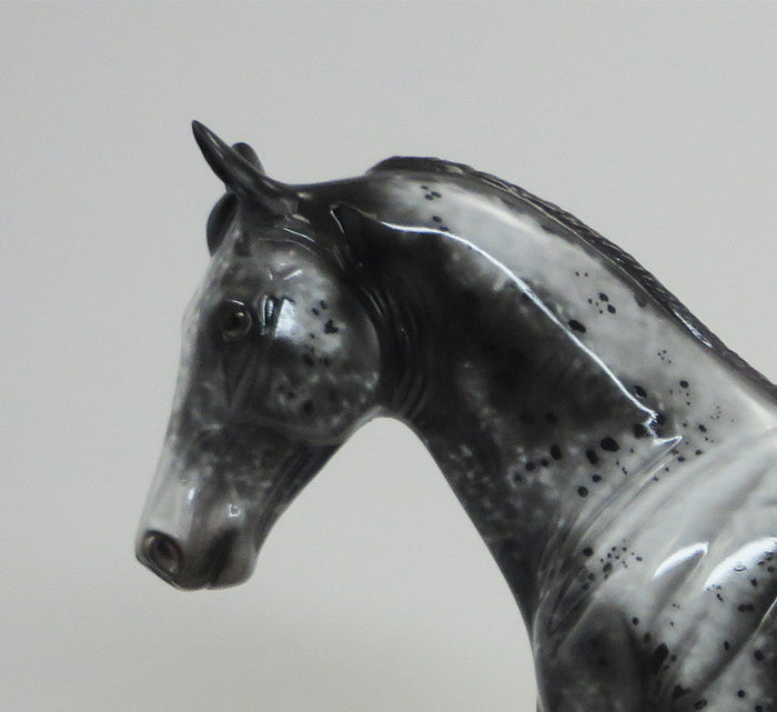 AQUENE- OOAK Dark Grey Roan Tennessee Walker 8/21