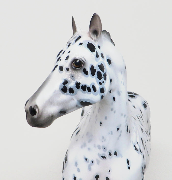 Appaloosa Horse