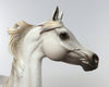 arabian 