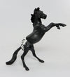 Appaloosa
