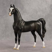 Signed, Seal Bay, Delivered OOAK Arabian Stallion by Jess Hamill VV26