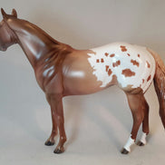 ARAIT - Appaloosa Stock Horse