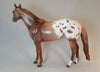 ARAIT - Appaloosa Stock Horse