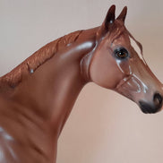 ARAIT - Appaloosa Stock Horse