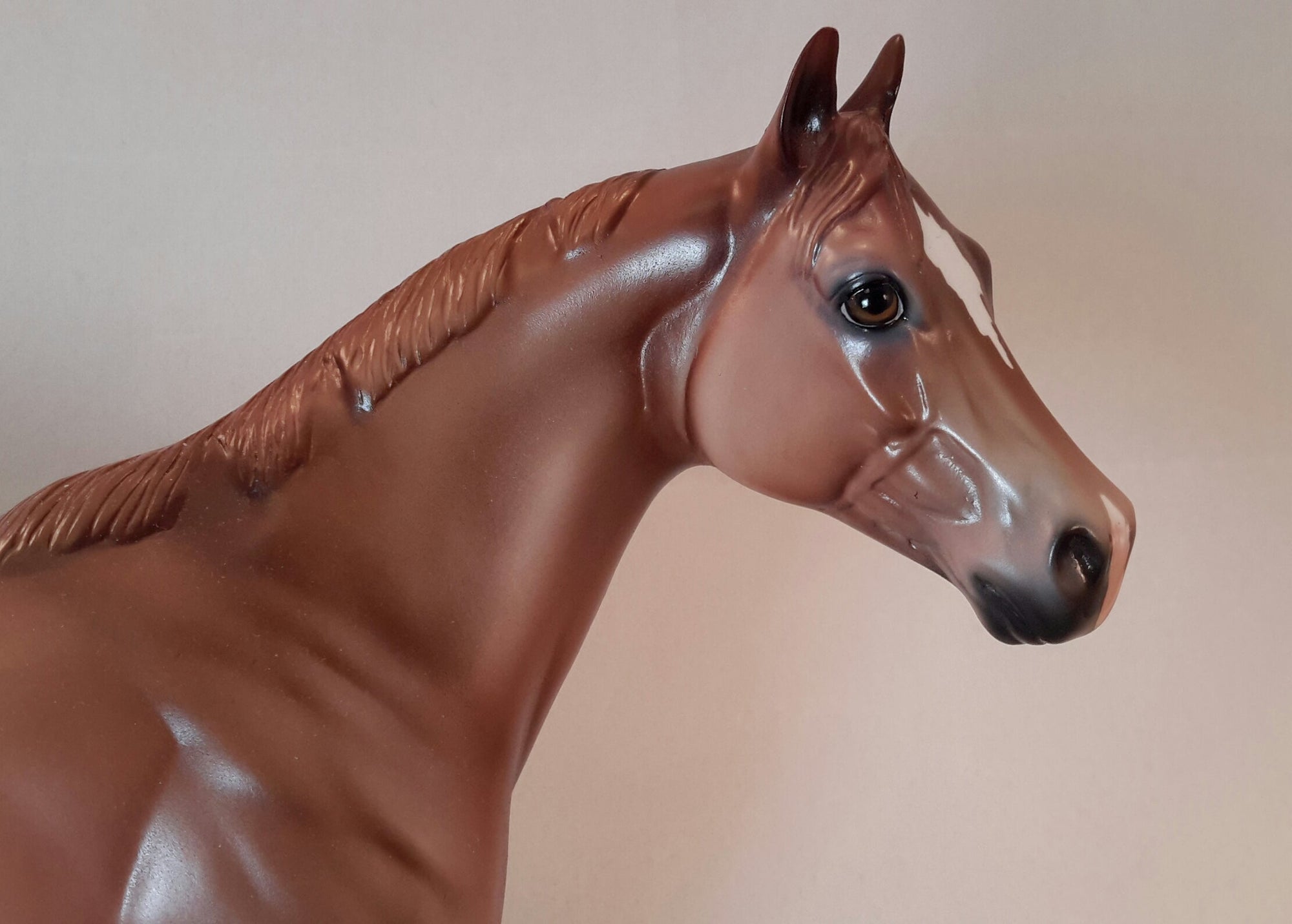 ARAIT - Appaloosa Stock Horse