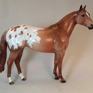 ARAIT - Appaloosa Stock Horse