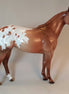 ARAIT - Appaloosa Stock Horse