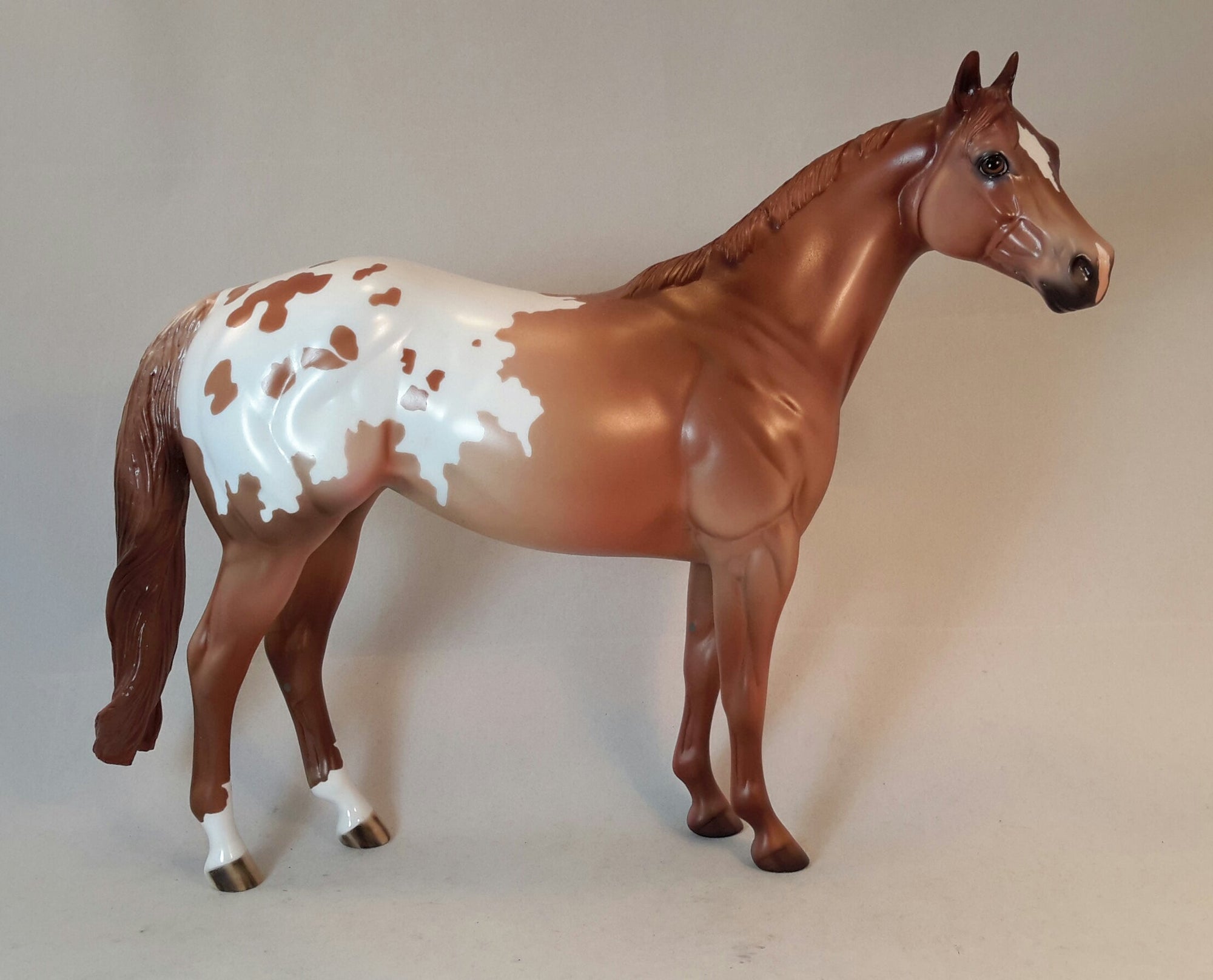 ARAIT - Appaloosa Stock Horse