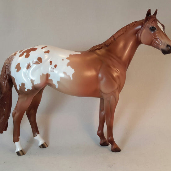 ARAIT - Appaloosa Stock Horse