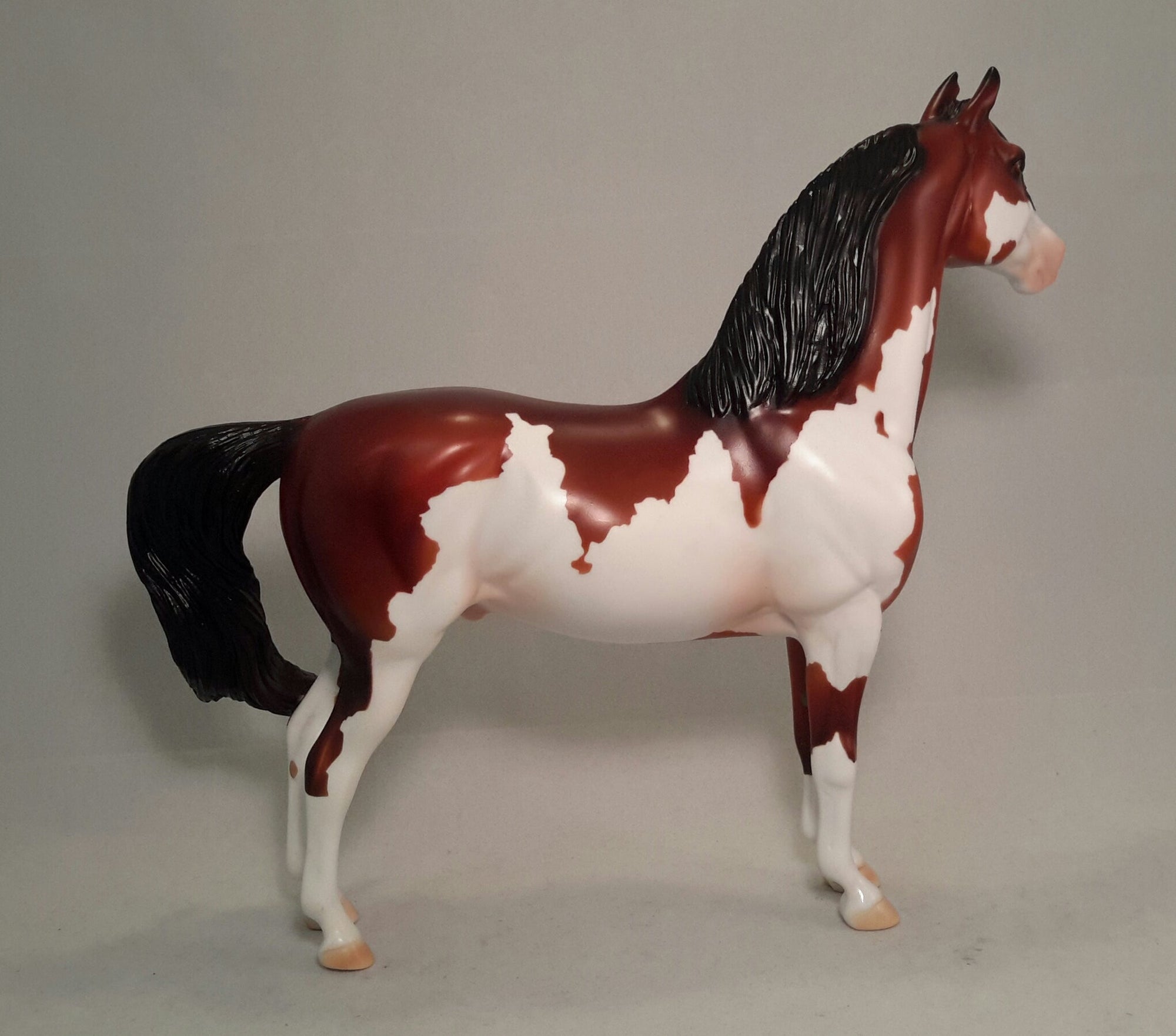 SCRAMBLER - Overo Paint Morgan Horse