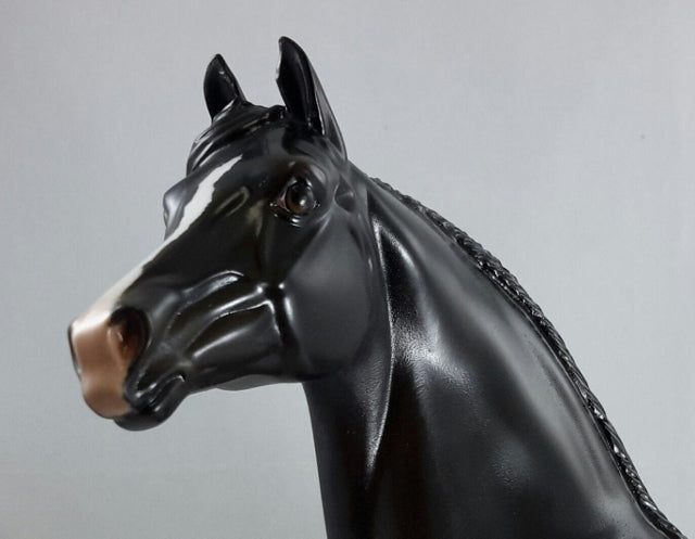 BLACK MAGIC - Dapple Black/Brown Morgan