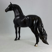BLACK MAGIC - Dapple Black/Brown Morgan