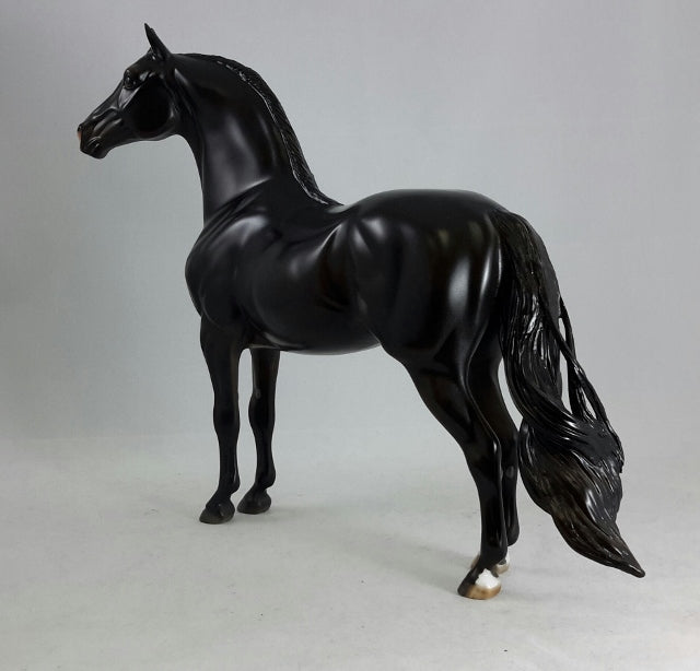 BLACK MAGIC - Dapple Black/Brown Morgan