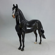 BLACK MAGIC - Dapple Black/Brown Morgan