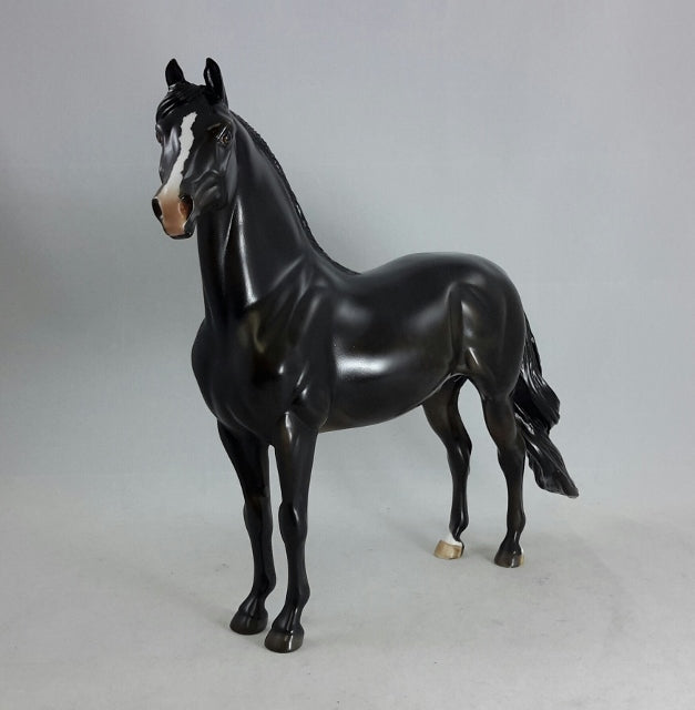 BLACK MAGIC - Dapple Black/Brown Morgan