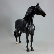 BLACK MAGIC - Dapple Black/Brown Morgan