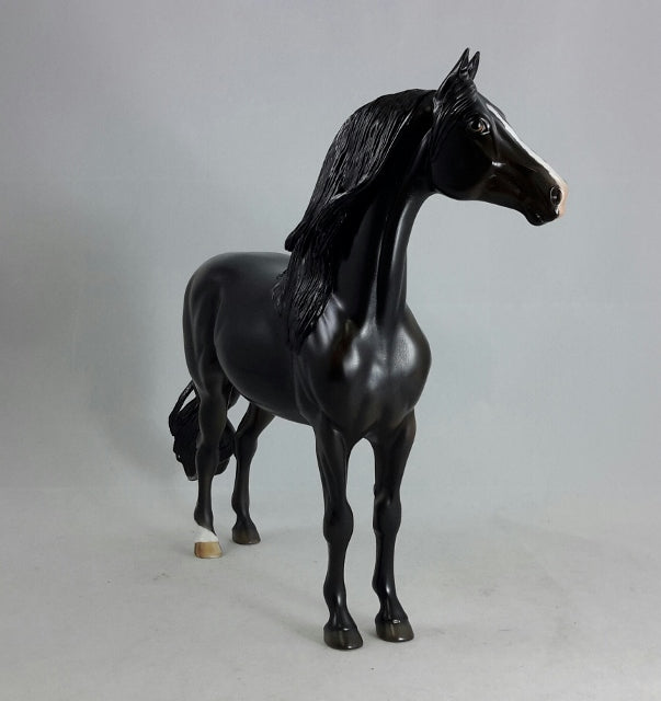 BLACK MAGIC - Dapple Black/Brown Morgan