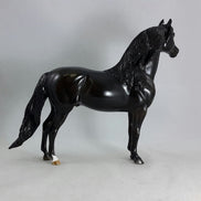 BLACK MAGIC - Dapple Black/Brown Morgan