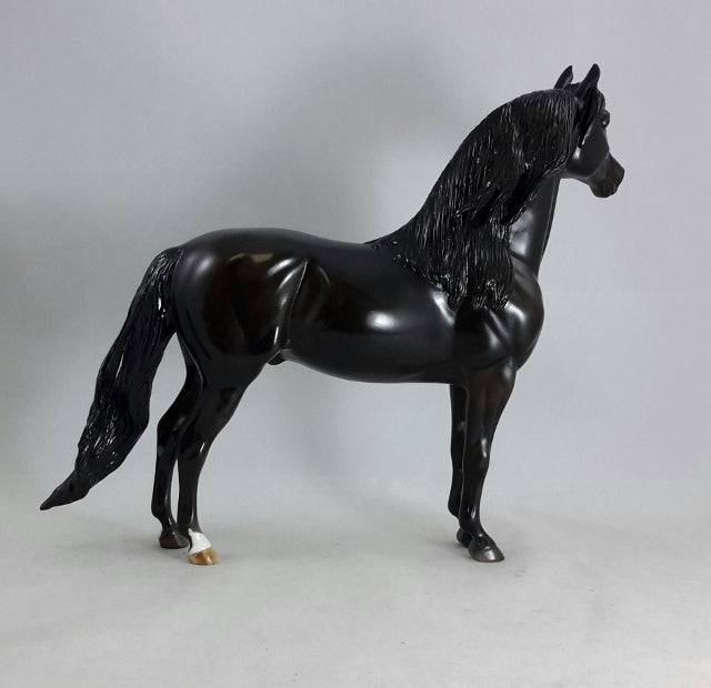 BLACK MAGIC - Dapple Black/Brown Morgan