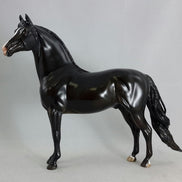 BLACK MAGIC - Dapple Black/Brown Morgan