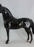 BLACK MAGIC - Dapple Black/Brown Morgan