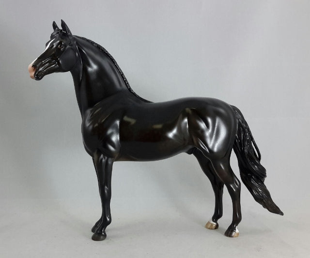 BLACK MAGIC - Dapple Black/Brown Morgan