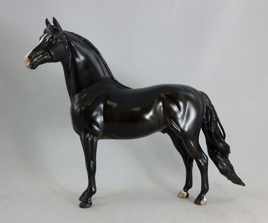 BLACK MAGIC - Dapple Black/Brown Morgan