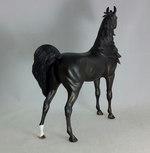 BLACK ORCHID - Sunburnt Black Arabian