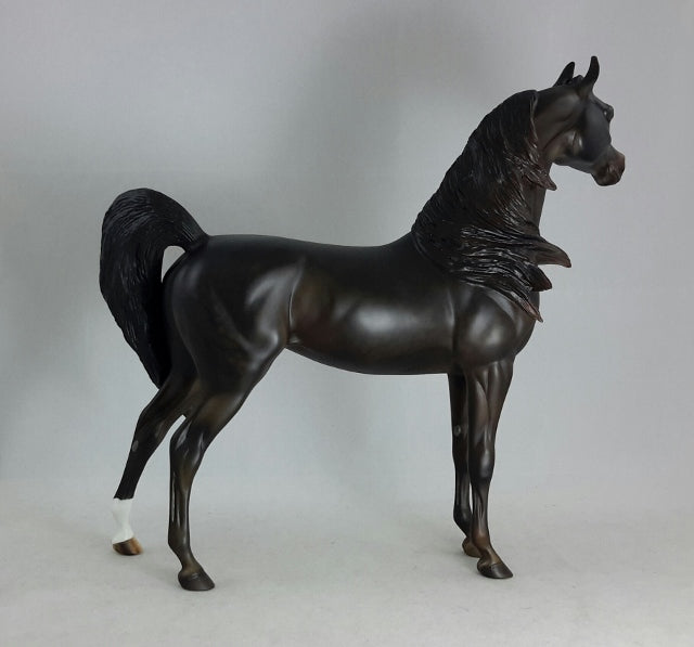 BLACK ORCHID - Sunburnt Black Arabian