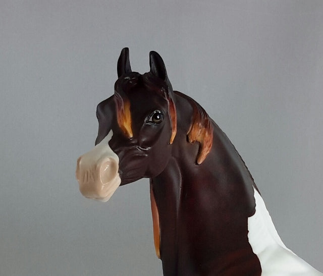 FREE SPIRIT - OOAK Dark Liver Chestnut Pintabian