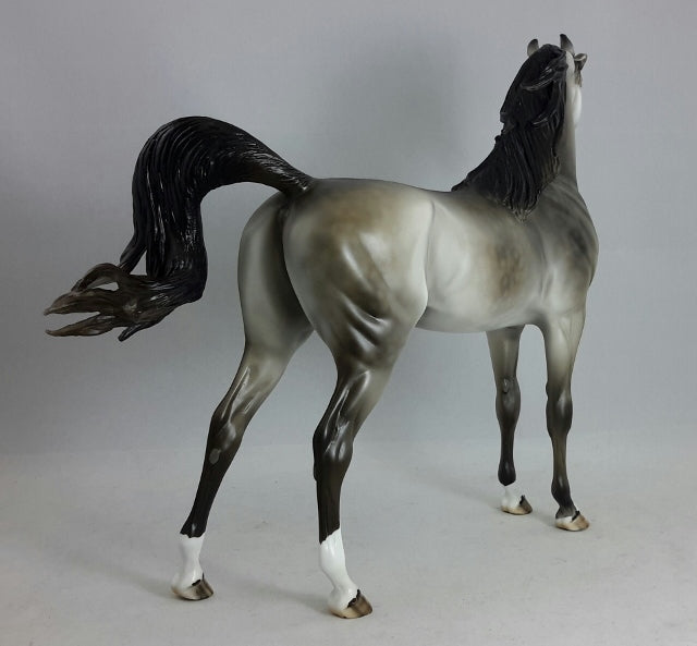 CLASS DREAMER - Dapple Gray Arabian