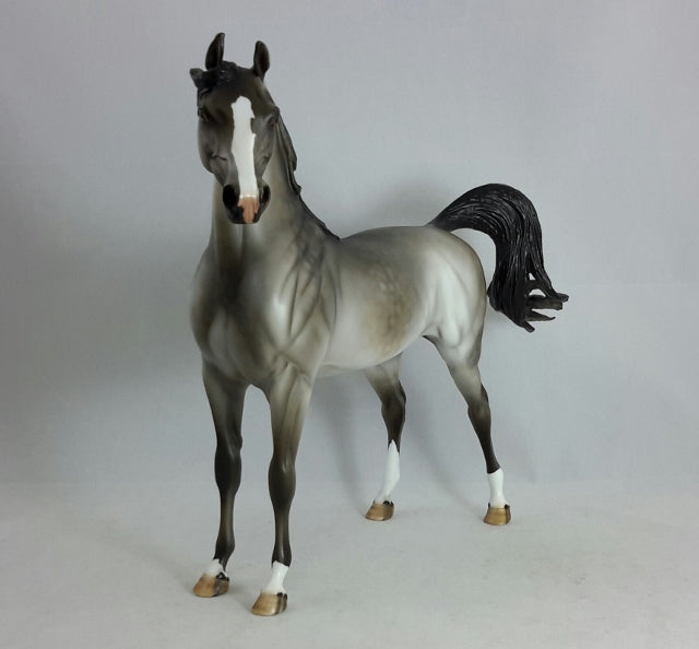 CLASS DREAMER - Dapple Gray Arabian