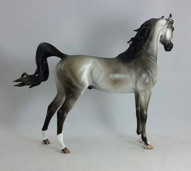 CLASS DREAMER - Dapple Gray Arabian