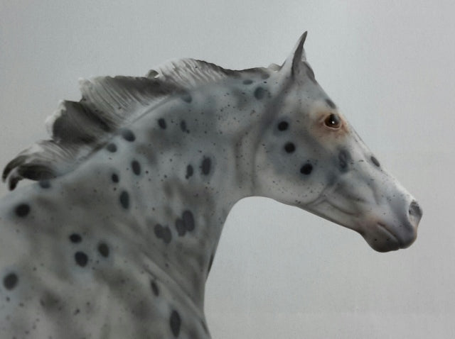 PHANTOM RIDER #1 - Extreme Leopard Appaloosa